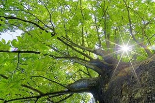 木の枝の間から光がさす